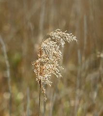 Image showing Reed Seedhead