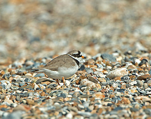 Image showing Ringed PLover