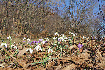 Image showing Snowdrops and crocus