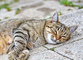 Image showing  Cat lies on the floor outdoor