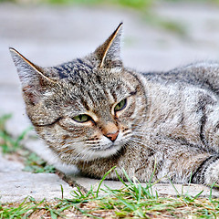 Image showing  Cat lies on the floor outdoor