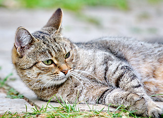 Image showing  Cat lies on the floor outdoor