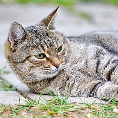 Image showing  Cat lies on the floor outdoor