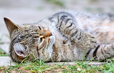 Image showing  Cat lies on the floor outdoor