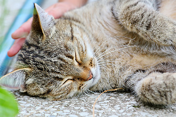 Image showing  Cat lies on the floor outdoor