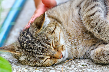 Image showing  Cat lies on the floor outdoor