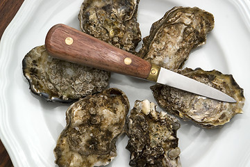 Image showing oysters on plate
