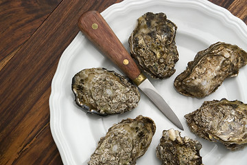 Image showing oysters on plate