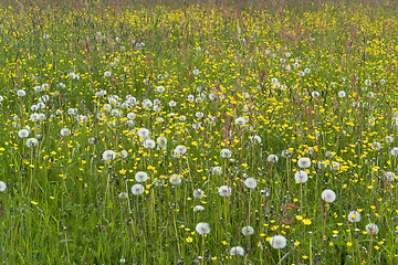 Image showing flowering meadow