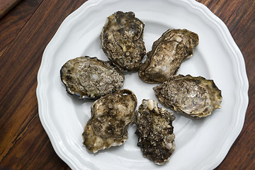 Image showing oysters on plate