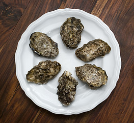 Image showing oysters on plate