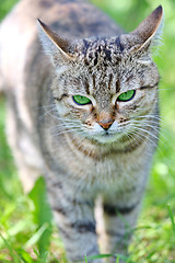 Image showing  Striped cat with green eyes