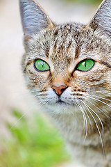 Image showing  Striped cat with green eyes