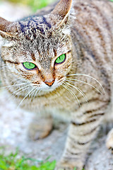 Image showing  Striped cat with green eyes