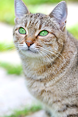 Image showing  Striped cat with green eyes