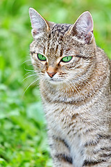Image showing  Striped cat with green eyes