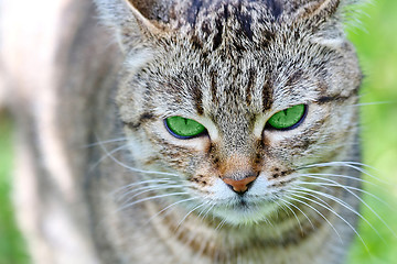 Image showing  Striped cat with green eyes