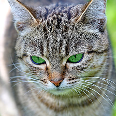 Image showing  Striped cat with green eyes