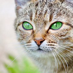 Image showing  Striped cat with green eyes