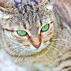 Image showing  Striped cat with green eyes