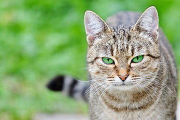 Image showing  Striped cat with green eyes