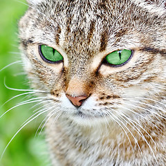 Image showing  Striped cat with green eyes