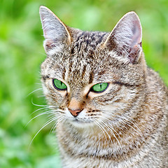 Image showing  Striped cat with green eyes