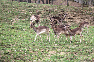 Image showing A herd of deer