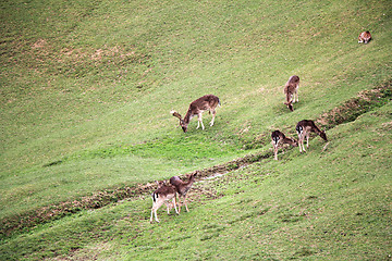 Image showing A herd of young deer