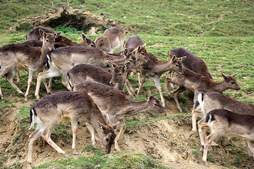 Image showing A herd of young deers 