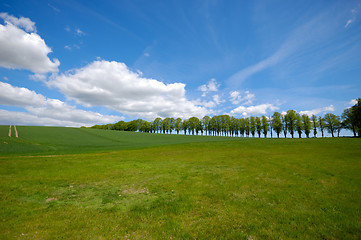 Image showing Trees on hill