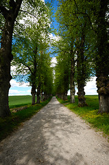 Image showing Pathway with trees