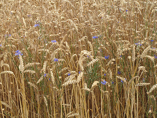 Image showing Corn field