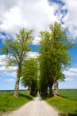 Image showing Pathway with trees