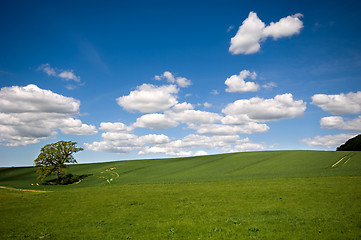 Image showing Tree on hill