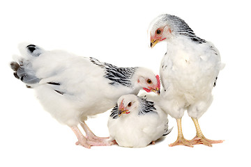 Image showing Young hens