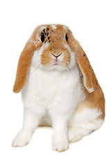 Image showing Rabbit isolated on white background