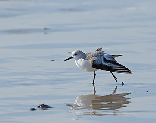 Image showing Sanderling Stretching