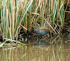 Image showing Water Rail