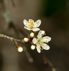 Image showing White Blossom