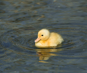 Image showing Yellow Duckling