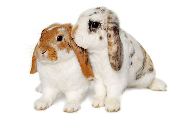 Image showing Two rabbits isolated on a white background