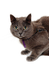 Image showing Gray cat on a isolated white background.