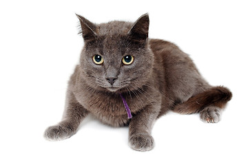 Image showing Gray cat on a isolated white background.