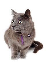 Image showing Gray cat on a isolated white background.