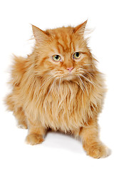 Image showing Red cat isolated on white background.