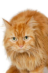 Image showing Red cat isolated on white background.