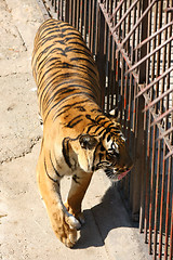 Image showing Tiger