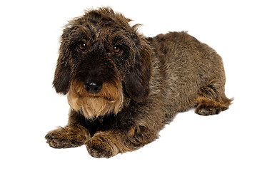 Image showing Dachshund dog on white background