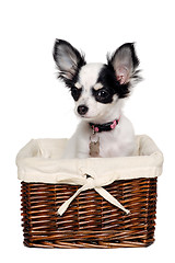 Image showing Chihuahua dog in a basket.